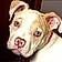 Roxi