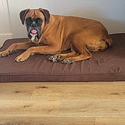 Omy. a rejoint le concours — aidez-le/la à gagner de superbes lots ! dog, brown_dog, pet, lying_down, tongue_out, indoor, floor, cushion, bed, wooden_floor, playful, canine, animal, resting, domestic_animal, paw, ears, fur, snout, wall