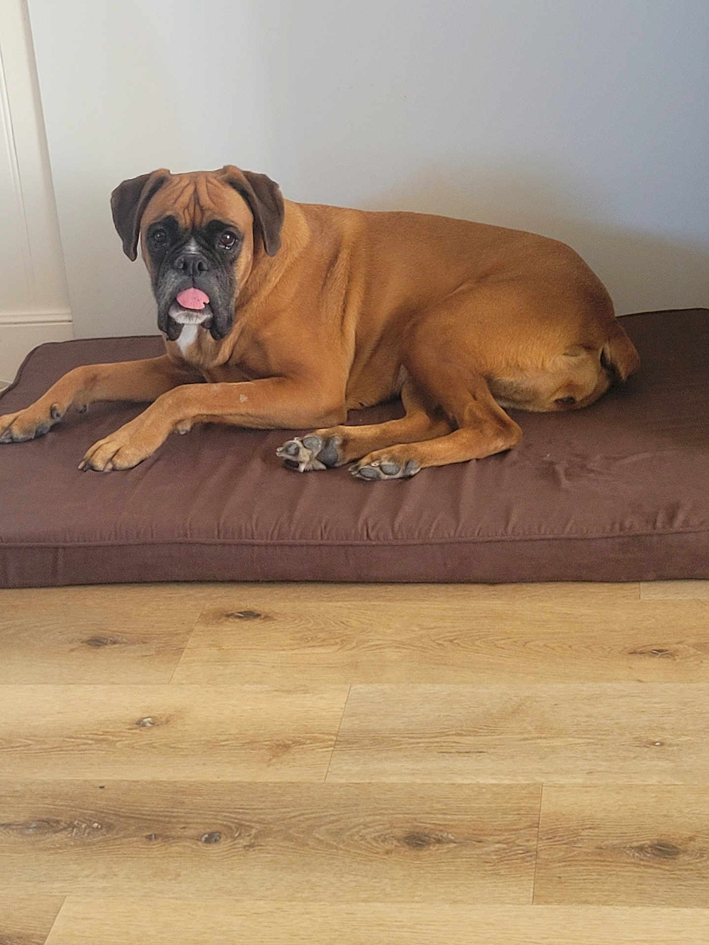 Omy. a rejoint le concours — aidez-le/la à gagner de superbes lots ! dog, brown_dog, pet, lying_down, tongue_out, indoor, floor, cushion, bed, wooden_floor, playful, canine, animal, resting, domestic_animal, paw, ears, fur, snout, wall