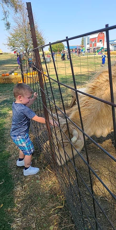 Ryder is registered to the contest to win money with this photo: animal_shelter, baby_toddler_clothing, chain_link_fencing, fence, grass, grassland, home_fencing, landscape, leisure, mesh, metal, person, plant, recreation, shorts, sky, soil, toddler, tree, wire_fencing