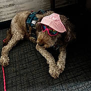 Hershey is registered to the contest to win money with this photo: dog, canine, pet, fur, pink_visors, sunglasses, leash, indoor, carpet, resting, accessories, cute, brown_fur, relaxed, wearing, animal, domestic_animal, portrait, laying_down, cool