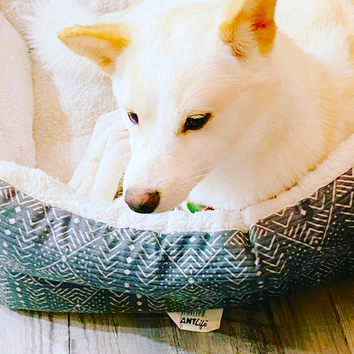 Drake joined the competition — help win amazing prizes! ancient_dog_breeds, basket, canidae, carnivore, comfort, companion_dog, dog, dog_breed, dog_supply, fawn, fur, home_accessories, snout, sporting_group, terrestrial_animal, whiskers, white, wicker, working_animal, working_dog