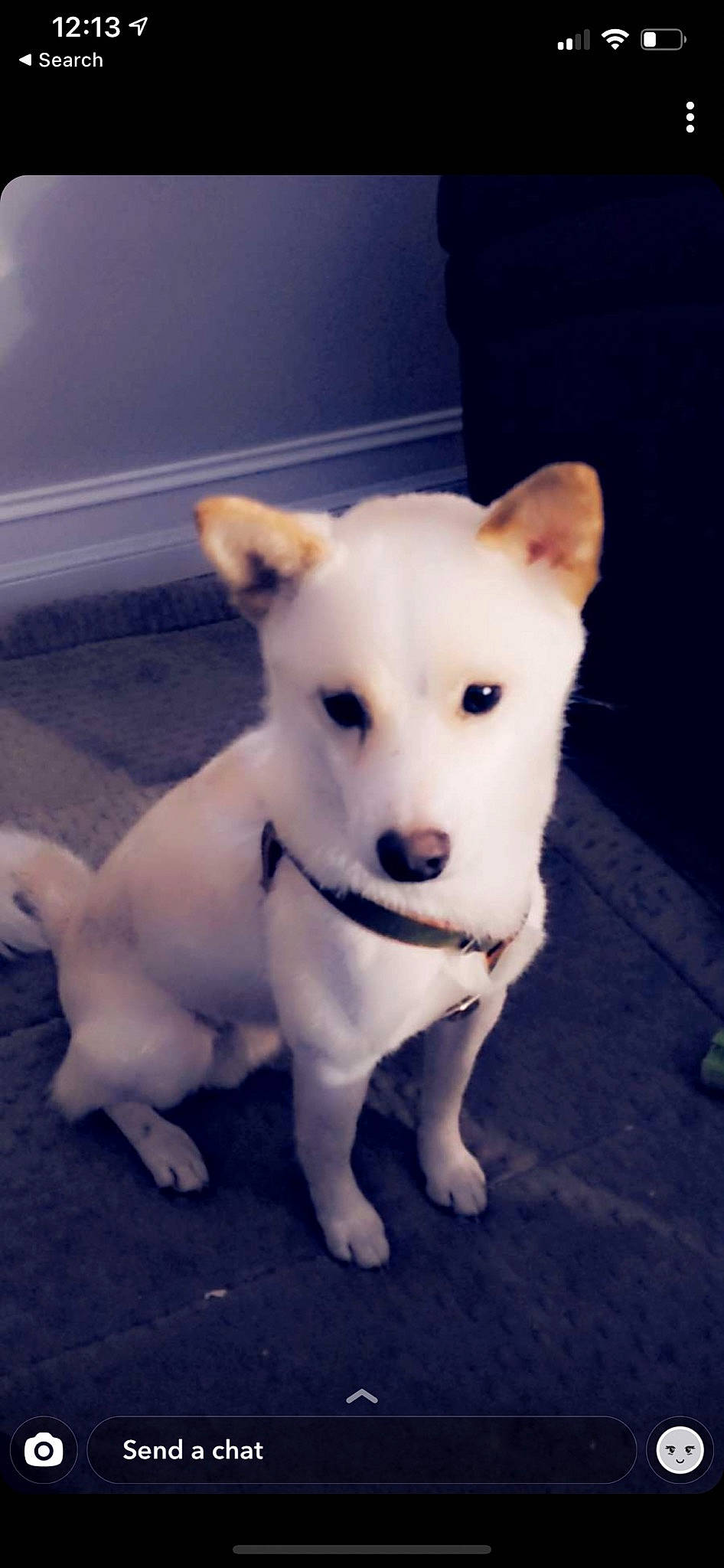 Drake joined the competition — help win amazing prizes! ancient_dog_breeds, canidae, carnivore, companion_dog, dog, dog_breed, fawn, flooring, foot, fur, non_sporting_group, paw, snout, sporting_group, tail, terrestrial_animal, toy_dog, whiskers, working_animal, working_dog