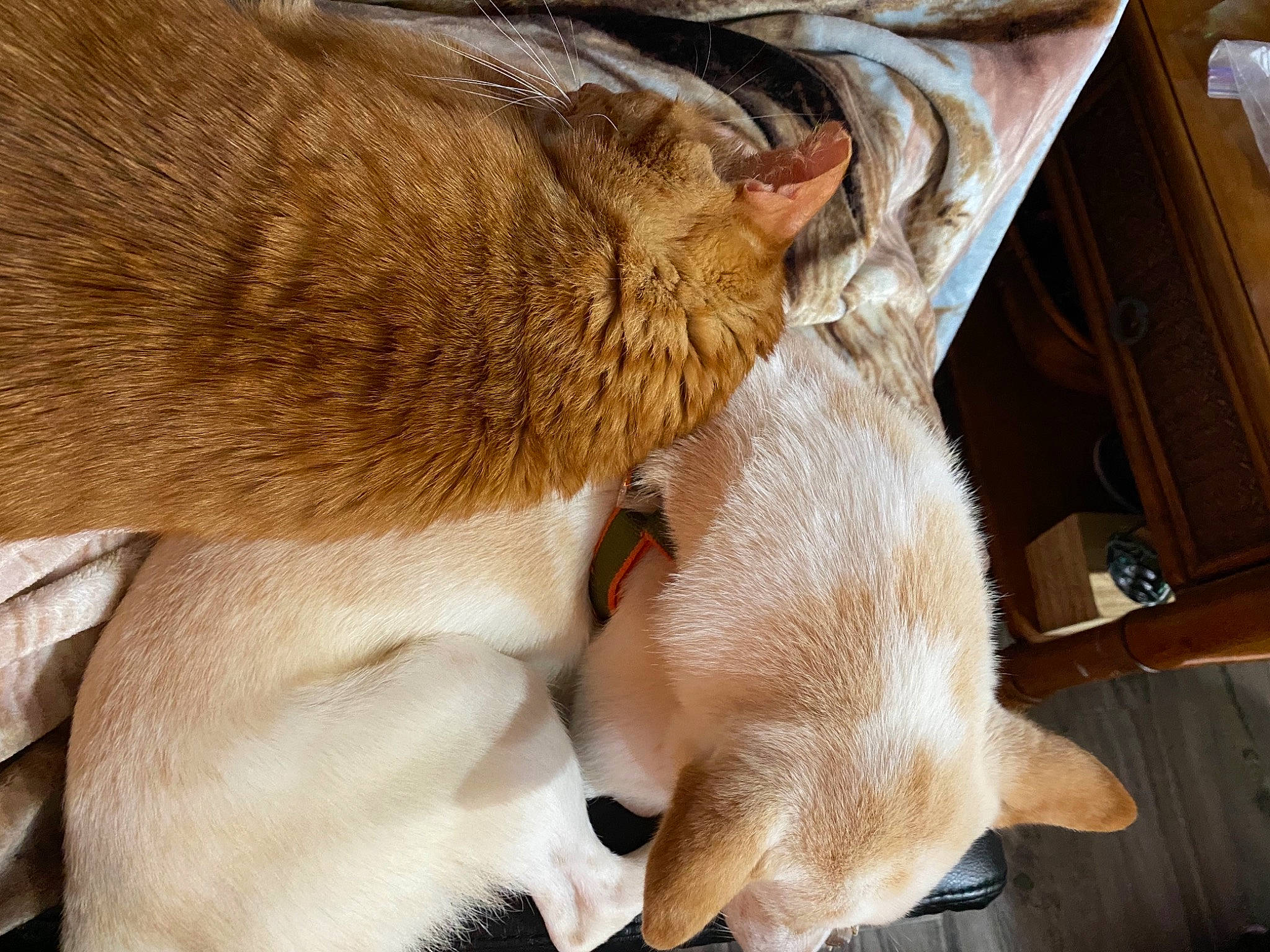 Drake is registered to the contest to win money with this photo: canidae, carnivore, comfort, companion_dog, dog, dog_breed, fawn, felidae, fur, human_leg, liver, nap, paw, small_to_medium_sized_cats, snout, sporting_group, tail, whiskers, wood, working_animal