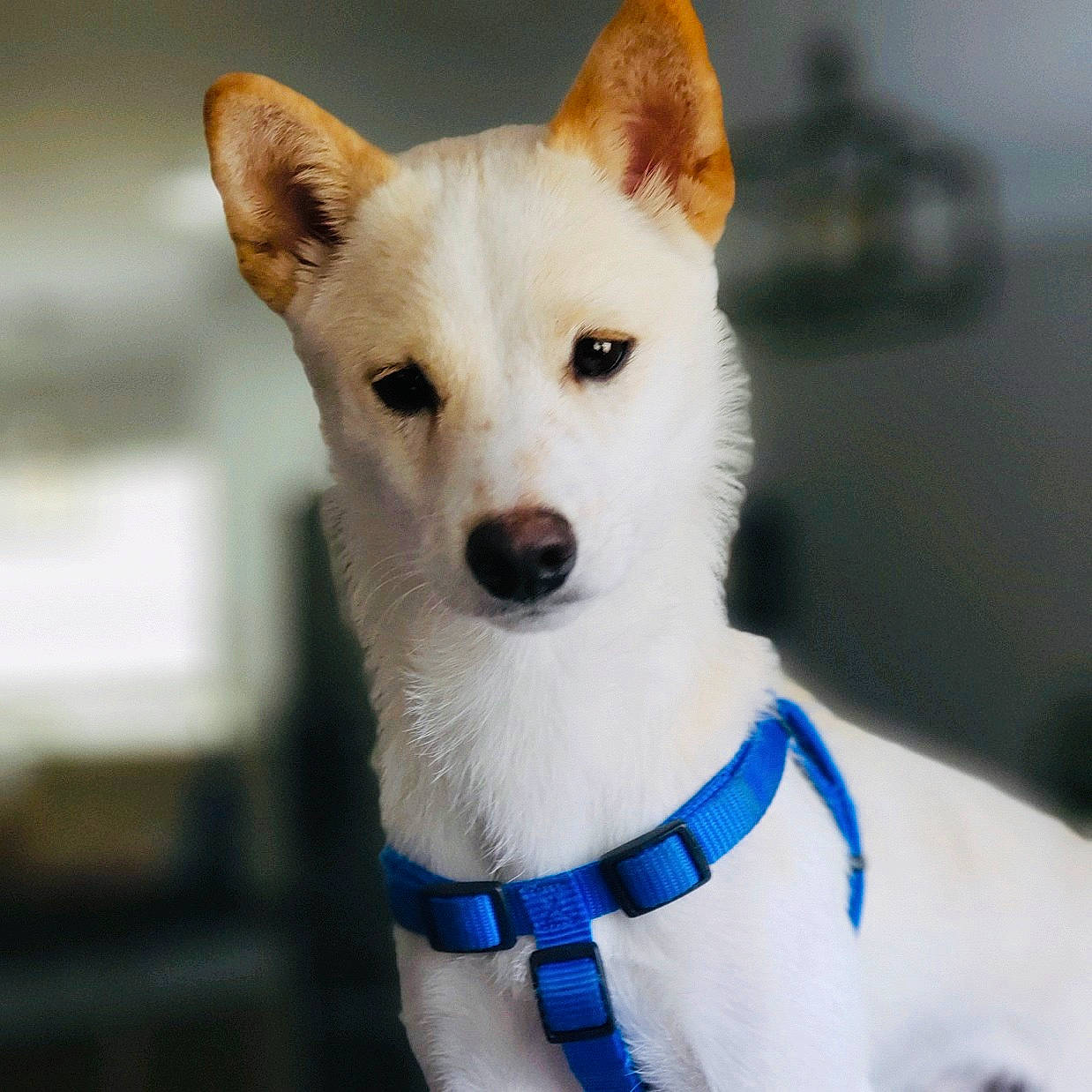 Drake joined the competition — help win amazing prizes! ancient_dog_breeds, canidae, carnivore, collar, companion_dog, dog, dog_breed, dog_collar, dog_supply, electric_blue, fawn, fur, non_sporting_group, snout, sporting_group, tail, terrestrial_animal, whiskers, white, working_animal