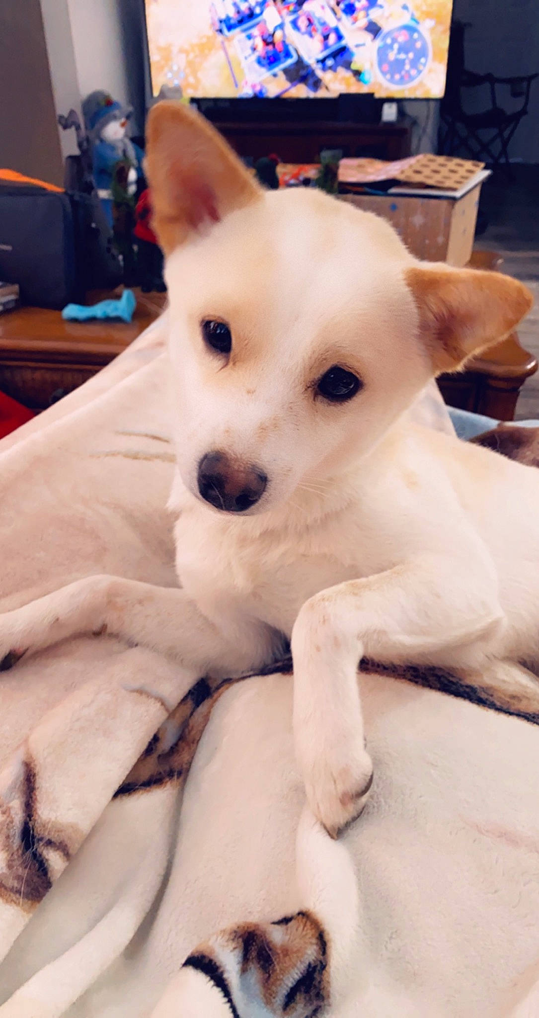 Drake joined the competition — help win amazing prizes! canidae, carnivore, comfort, companion_dog, dog, dog_breed, ear, eye, fawn, flooring, fur, non_sporting_group, puppy, snout, sporting_group, tail, toy_dog, whiskers, wood, working_animal