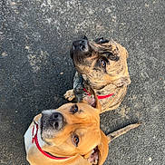 Venus a rejoint le concours — aidez-le/la à gagner de superbes lots ! dog, dogs, brown_dog, brindle_dog, red_collar, collar, pavement, asphalt, looking_up, eyes, nose, paws, tail, sitting, attentive, pet, canine, outdoor, close_up, portrait
