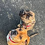 dog, dogs, brown_dog, brindle_dog, red_collar, collar, pavement, asphalt, looking_up, eyes, nose, paws, tail, sitting, attentive, pet, canine, outdoor, close_up, portrait