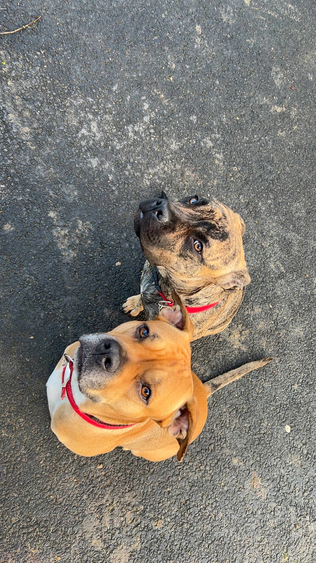 Venus a rejoint le concours — aidez-le/la à gagner de superbes lots ! dog, dogs, brown_dog, brindle_dog, red_collar, collar, pavement, asphalt, looking_up, eyes, nose, paws, tail, sitting, attentive, pet, canine, outdoor, close_up, portrait