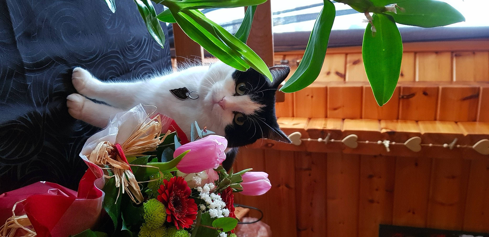 Lilou participe au concours pour gagner de l'argent avec cette photo : carnivore, cat, felidae, floral_design, floristry, flower, flower_arranging, houseplant, plant, small_to_medium_sized_cats