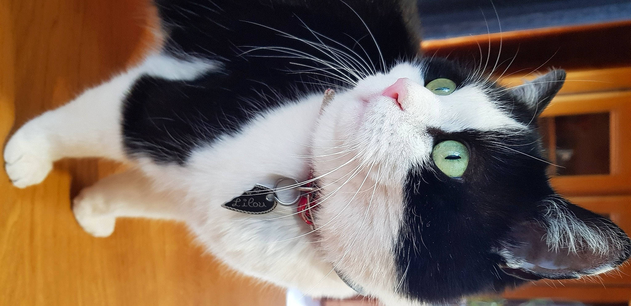 Lilou a rejoint le concours — aidez-le/la à gagner de superbes lots ! aegean_cat, american_wirehair, carnivore, cat, domestic_short_haired_cat, european_shorthair, felidae, fur, japanese_bobtail, mammal, nose, polydactyl_cat, small_to_medium_sized_cats, snout, tail, whiskers