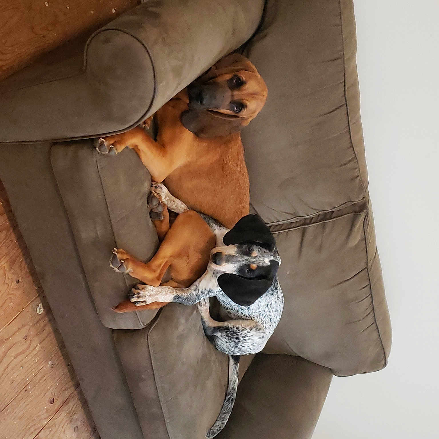 Jolene And Mae-belle