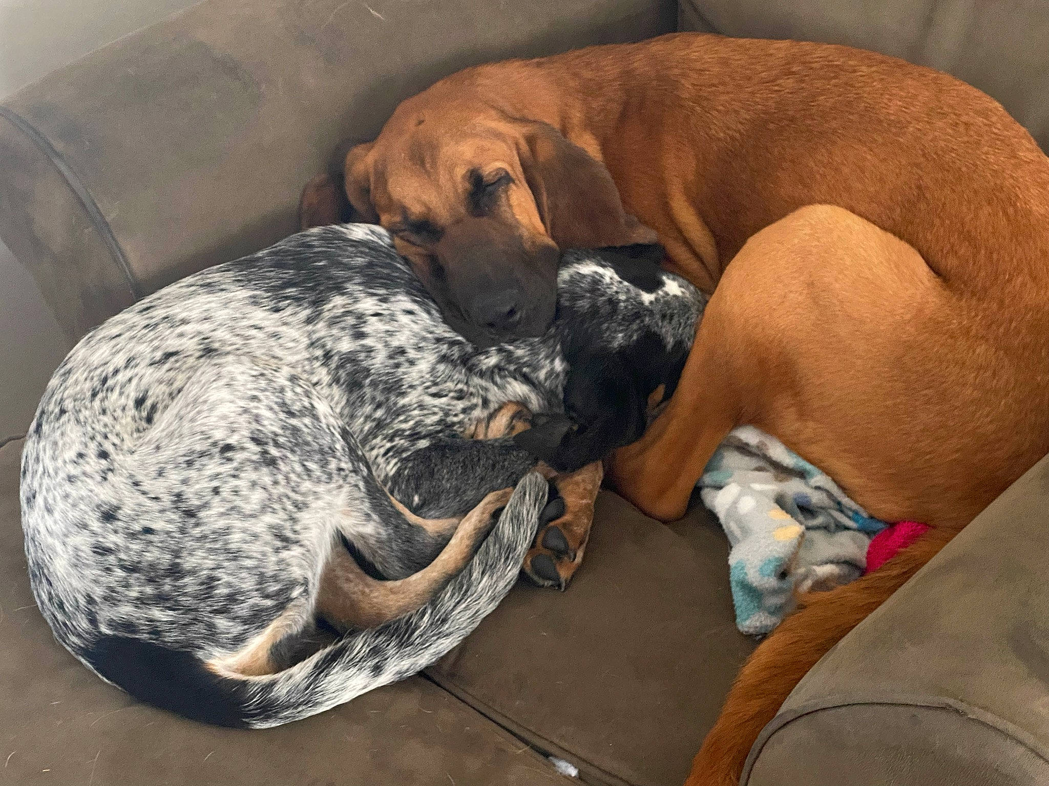 Jolene And Mae-belle joined the competition — help win amazing prizes! ball, canidae, carnivore, cat_bed, collar, comfort, companion_dog, dog, dog_bed, dog_breed, dog_collar, dog_supply, fawn, hound, pet_supply, snout, sporting_group, tail, vertebrate, working_animal