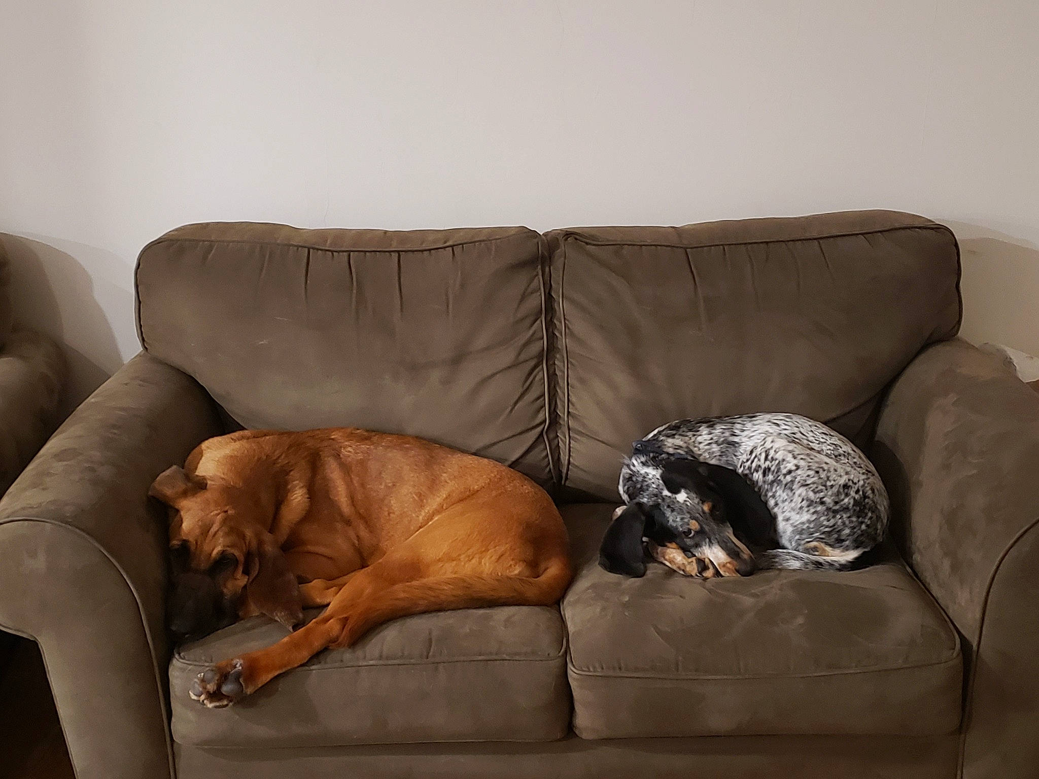 Jolene And Mae-belle is registered to the contest to win money with this photo: brown, carnivore, comfort, companion_dog, couch, dog, dog_breed, felidae, flooring, fur, furniture, hardwood, interior_design, liver, living_room, room, sofa_bed, sporting_group, studio_couch, wood