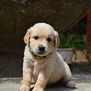 Appy participe au concours pour gagner de l'argent avec cette photo : adorable, animal, background_blur, collar, cute, dog, eyes, face, fur, golden_retriever, nature, outdoor, paws, pet, portrait, puppy, sitting, stone, sunlight, young