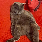 Argent participe au concours pour gagner de l'argent avec cette photo : cat, gray_cat, indoor, couch, red_couch, relaxed, sitting, pet, feline, furniture, chair, home, cozy, domestic_animal, fur, whiskers, paw, animal, resting, living_room