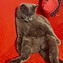 cat, gray_cat, indoor, couch, red_couch, relaxed, sitting, pet, feline, furniture, chair, home, cozy, domestic_animal, fur, whiskers, paw, animal, resting, living_room