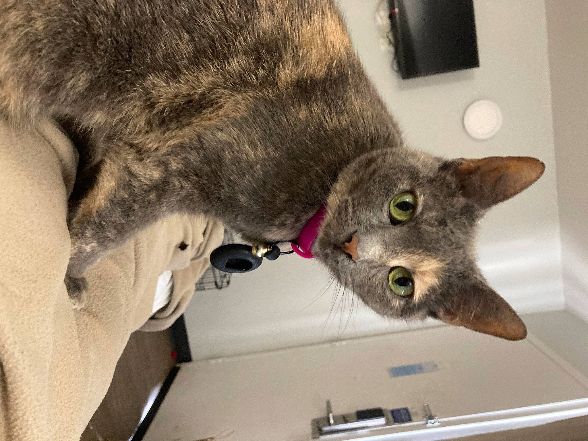 Faith joined the competition — help win amazing prizes! carnivore, cat, domestic_short_haired_cat, felidae, fur, gesture, grey, paw, plant, russian_blue, small_to_medium_sized_cats, snout, tail, wall_plate, whiskers