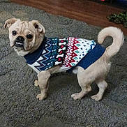 Jax joined the competition — help win amazing prizes! dog, small_dog, sweater, patterned_clothing, carpet, indoor, pet, cute, curious, standing, light_brown_fur, tail_curled, four_legs, looking_at_camera, animal, companion, household, domestic, canine, cozy