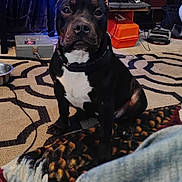 Sadie Mai Lickalotta joined the competition — help win amazing prizes! alert, animal, black_and_white, bowl, canine, carpet, collar, computer, dog, domestic, floor, furniture, household, indoor, mammal, pattern, pet, room, sitting, toolbox