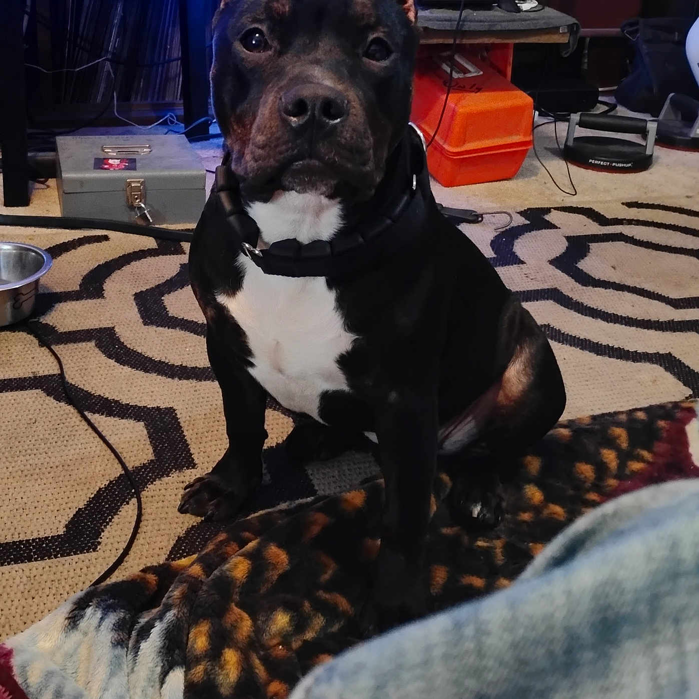 Sadie Mai Lickalotta joined the competition — help win amazing prizes! alert, animal, black_and_white, bowl, canine, carpet, collar, computer, dog, domestic, floor, furniture, household, indoor, mammal, pattern, pet, room, sitting, toolbox