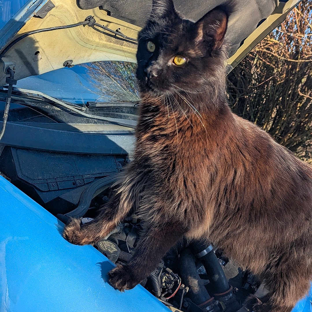 Loki