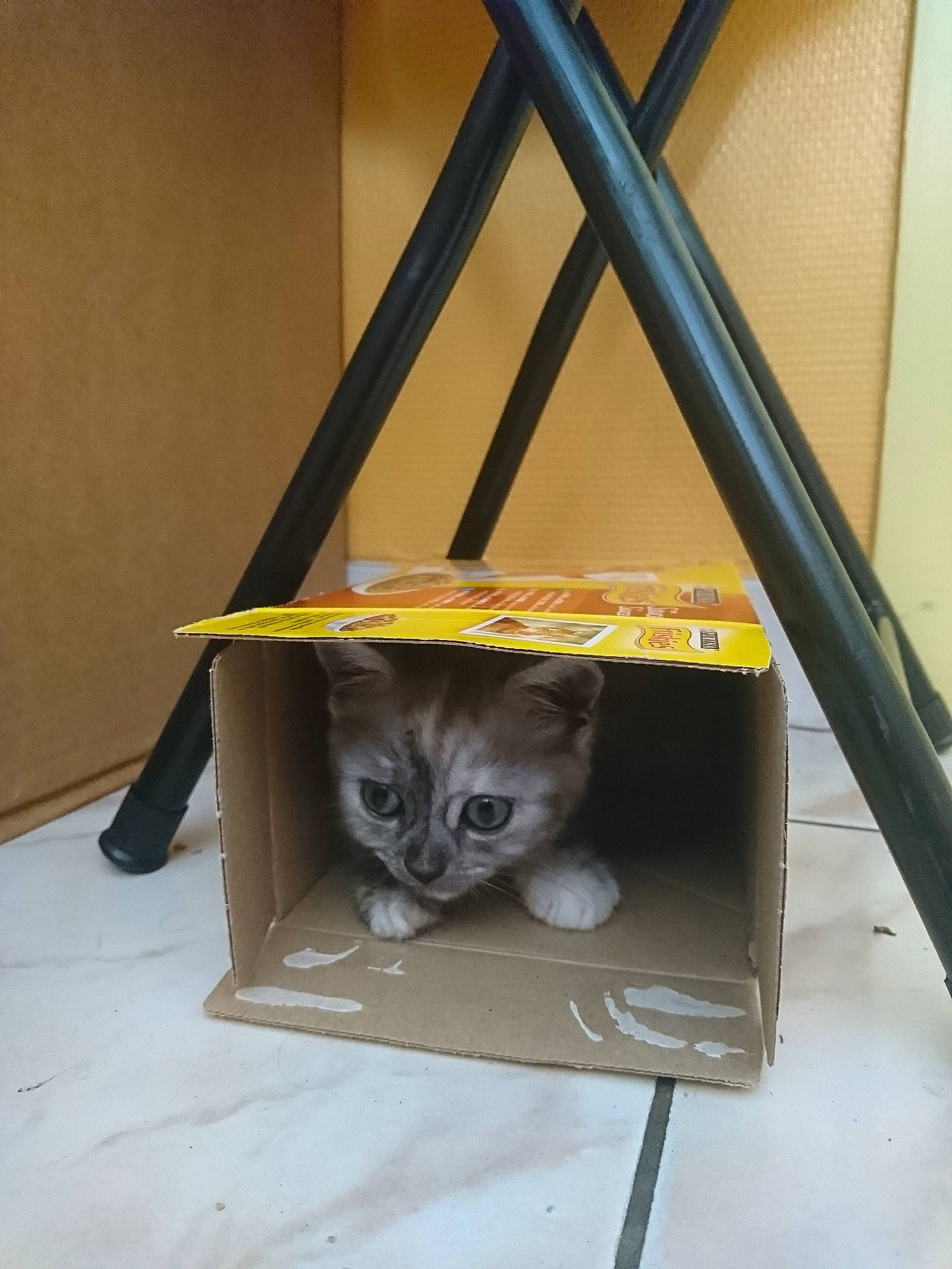 Shilla participe au concours pour gagner de l'argent avec cette photo : british_shorthair, carnivore, cat, domestic_short_haired_cat, felidae, kitten, small_to_medium_sized_cats, whiskers