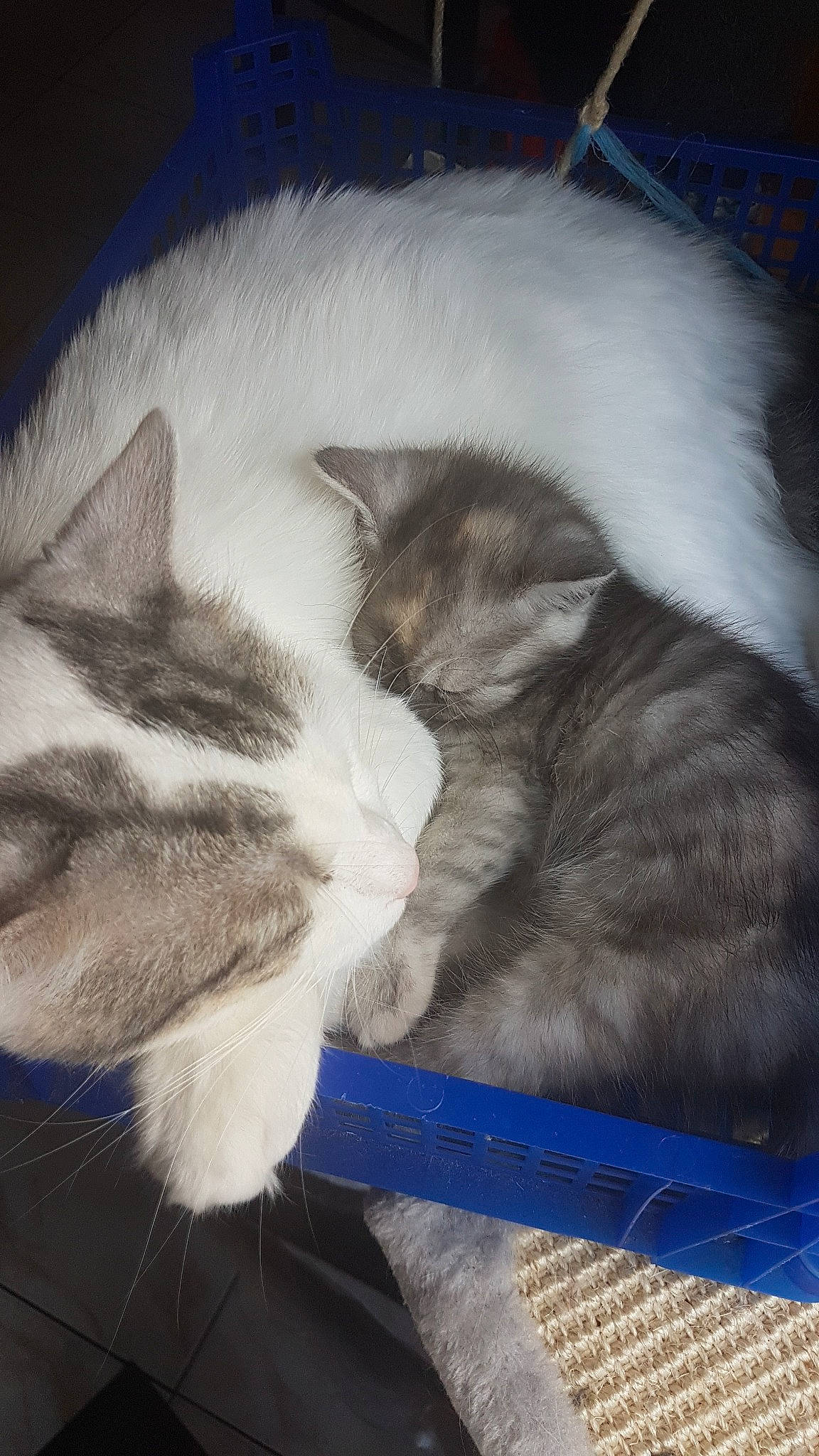 Shilla a rejoint le concours — aidez-le/la à gagner de superbes lots ! birman, carnivore, cat, domestic_long_haired_cat, ear, felidae, fur, kitten, mammal, nap, norwegian_forest_cat, ragamuffin, ragdoll, small_to_medium_sized_cats, tail, whiskers