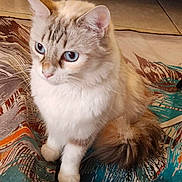 Bianca a rejoint le concours — aidez-le/la à gagner de superbes lots ! cat, blue_eyes, fluffy, indoor, rug, patterned_rug, tile_floor, furniture, domestic_cat, pet, whiskers, tail, sitting, cute, animal, mammal, alert, soft_fur, calm, closeup