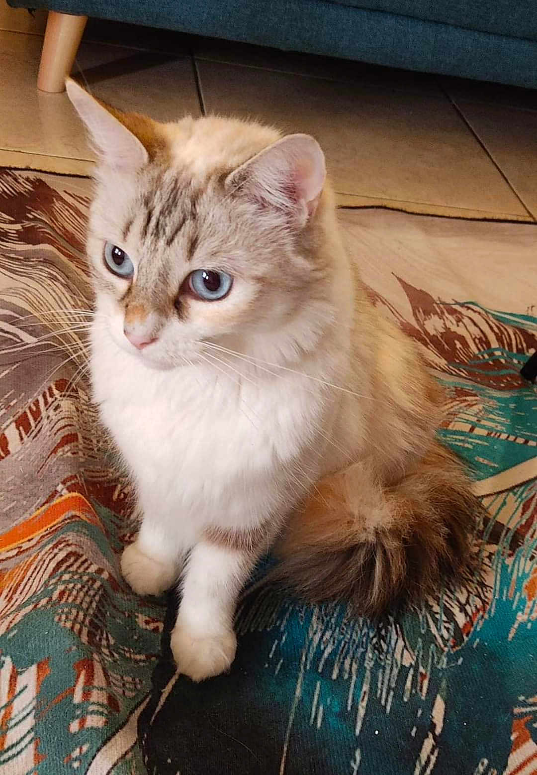 Bianca a rejoint le concours — aidez-le/la à gagner de superbes lots ! cat, blue_eyes, fluffy, indoor, rug, patterned_rug, tile_floor, furniture, domestic_cat, pet, whiskers, tail, sitting, cute, animal, mammal, alert, soft_fur, calm, closeup