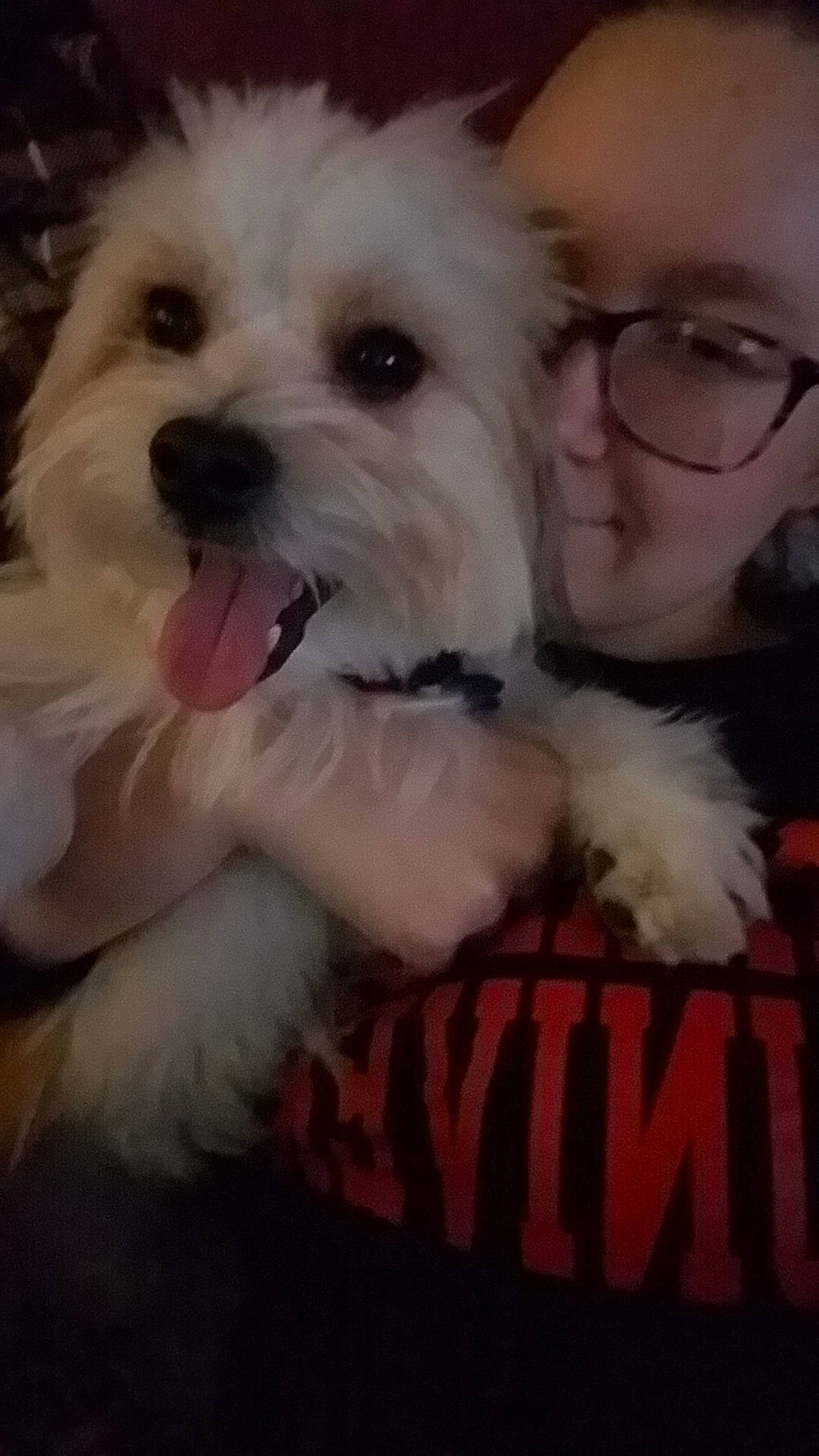 Mar joined the competition — help win amazing prizes! bolonka, canidae, carnivore, cockapoo, companion_dog, coton_de_tulear, dog, dog_breed, maltepoo, maltese, mammal, morkie, nose, puppy, puppy_love, schnoodle, shih_tzu, snout, vertebrate, west_highland_white_terrier