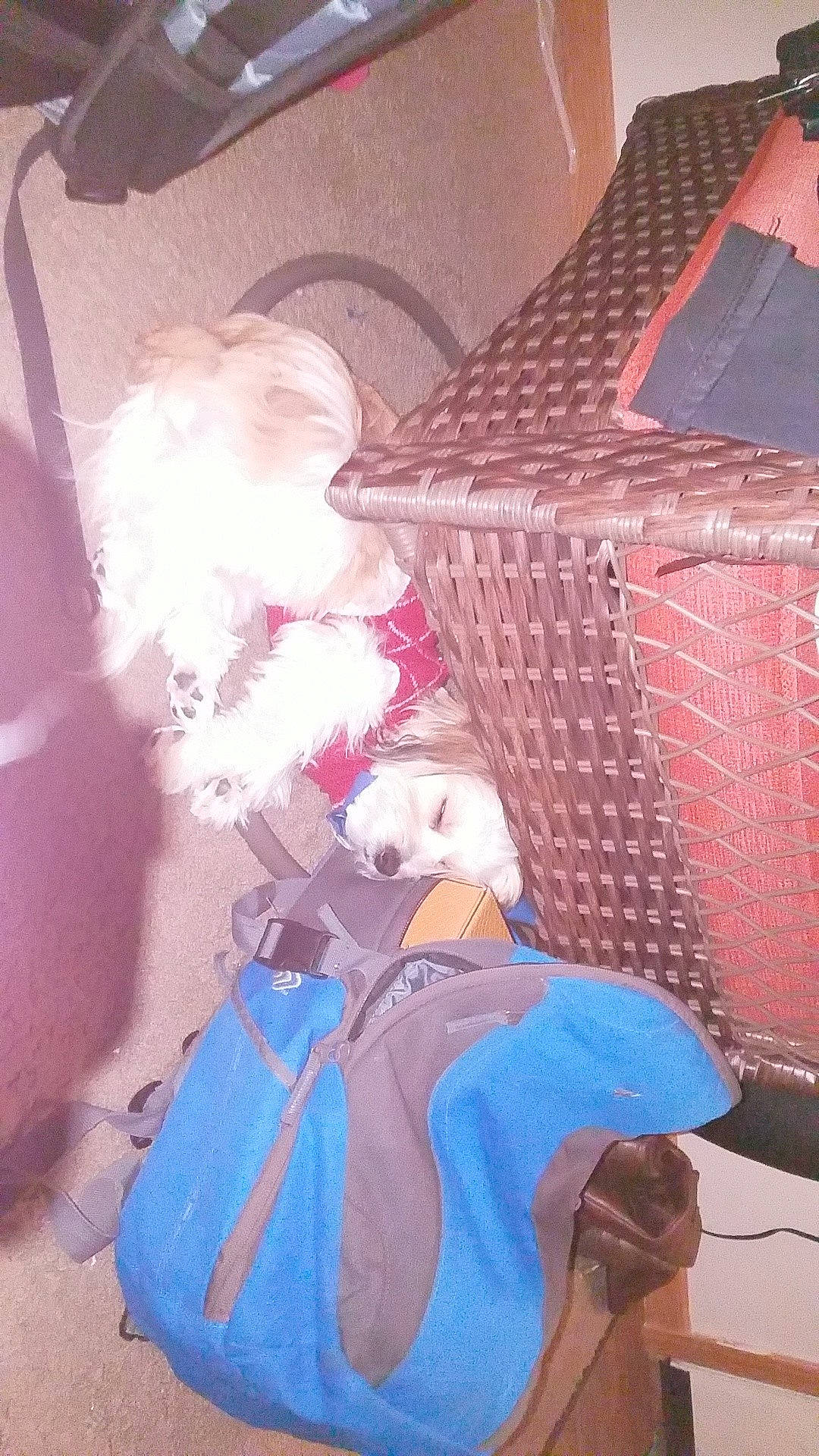 Mar is registered to the contest to win money with this photo: art, illustration