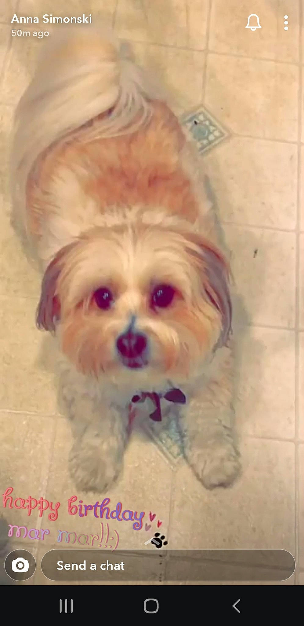 Mar joined the competition — help win amazing prizes! bolonka, canidae, cavachon, chinese_imperial_dog, cockapoo, companion_dog, dog, dog_breed, havanese, lhasa_apso, maltepoo, maltese, mammal, morkie, pekapoo, puppy, puppy_love, schnoodle, shih_tzu, snout