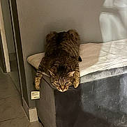 Quenotte a rejoint le concours — aidez-le/la à gagner de superbes lots ! cat, tabby_cat, furniture, ottoman, blanket, indoor, floor, tile_floor, wall, shadow, pet, animal, fur, whiskers, ears, paws, resting, curious, home, cozy