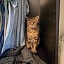 cat, tabby, closet, clothes, pants, feline, pet, indoor, sitting, fur, whiskers, ears, striped, brown, black, home, cozy, wardrobe, quiet, watchful