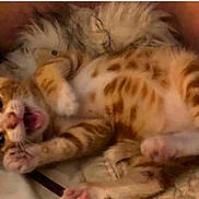Pumpkin is registered to the contest to win money with this photo: abyssinian, animal, blanket, cat, chair, couch, egyptiancat, furniture, kitten, manx, ocelot, person, pet, siamese, sleeping, snout