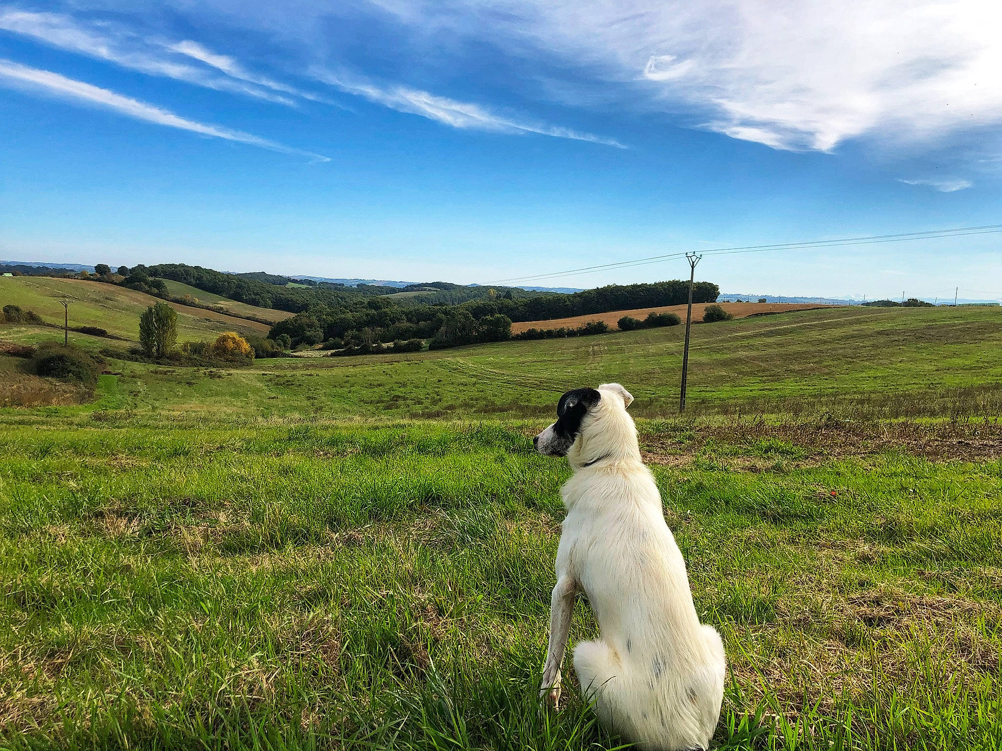 Paco a rejoint le concours — aidez-le/la à gagner de superbes lots ! carnivore, cloud, companion_dog, cumulus, dog, dog_breed, fawn, grass, grassland, happy, hill, horizon, landscape, meadow, natural_landscape, nature, plant, prairie, sky, tree