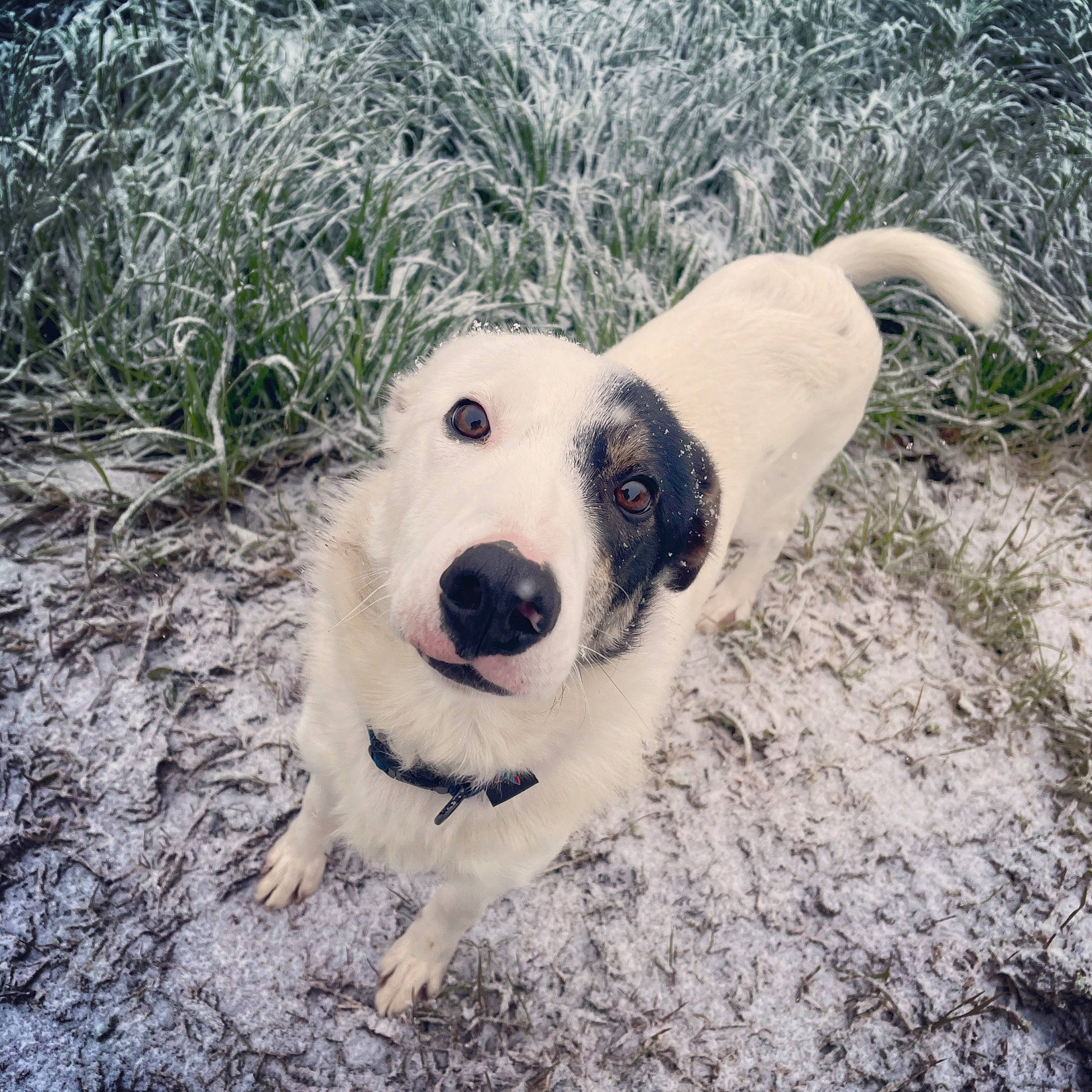 Paco a rejoint le concours — aidez-le/la à gagner de superbes lots ! canidae, carnivore, companion_dog, dog, dog_breed, grass, happy, livestock_guardian_dog, mammal, paw, plant, retriever, snout, soil, sporting_group, street_dog, vertebrate, whiskers, wilderness, working_animal