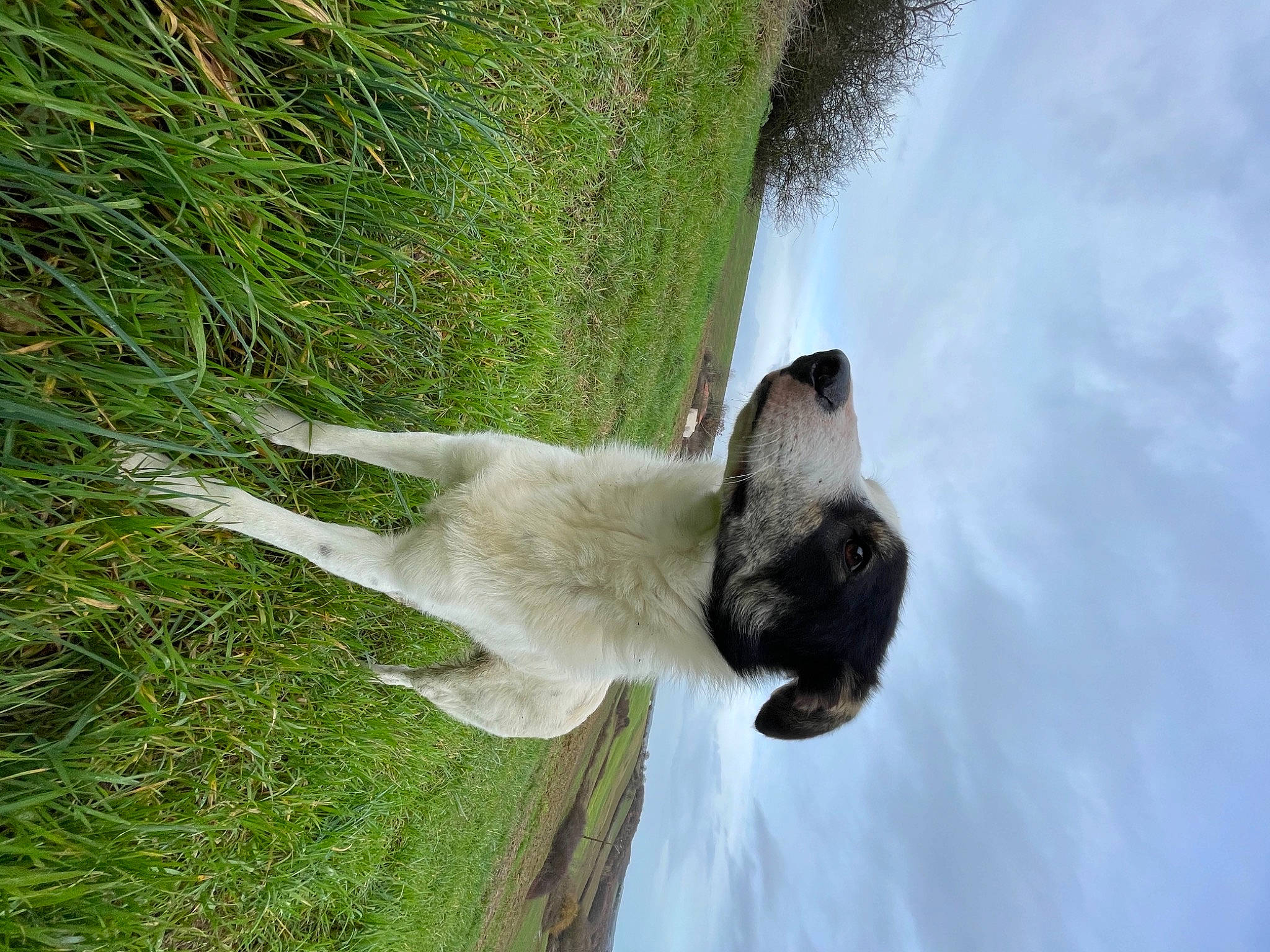 Paco a rejoint le concours — aidez-le/la à gagner de superbes lots ! canidae, carnivore, cloud, dog_breed, fawn, felidae, grass, grassland, plant, sky, small_to_medium_sized_cats, snout, sporting_group, tail, terrestrial_animal, tree, water, water_bird, wildlife, window