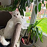 cat, chair, cozy, curious, domestic_animal, feline, floor, garden, greenery, home, indoor_plant, leaf, nature, pet, plant, pot, relaxed, sunlight, white_cat, window