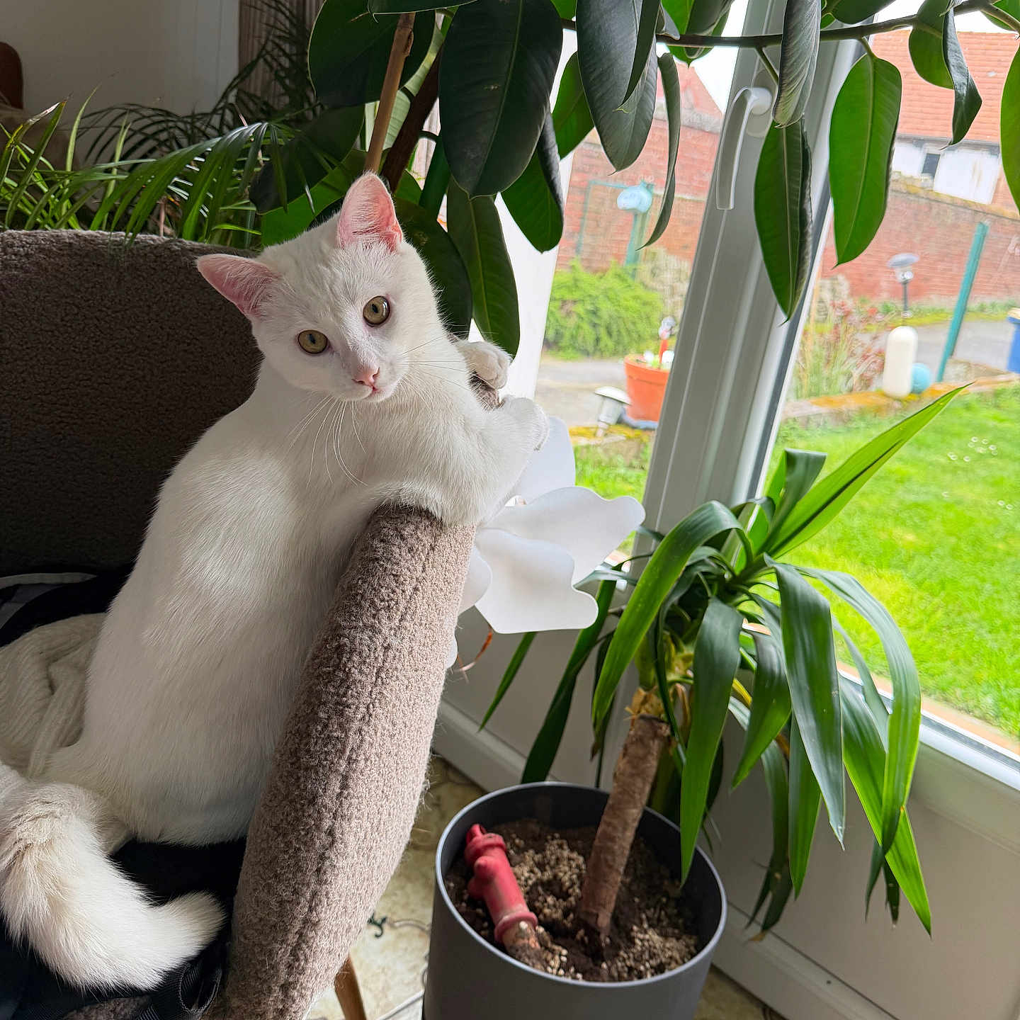 Arlo