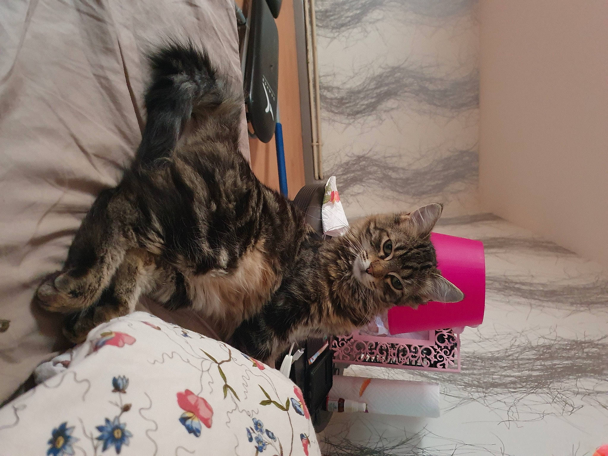 Salomé a rejoint le concours — aidez-le/la à gagner de superbes lots ! bed, bedding, black_cat, carnivore, cat, claw, comfort, domestic_short_haired_cat, felidae, fur, linens, mammal, nap, paw, room, small_to_medium_sized_cats, tail, vertebrate, whiskers, window