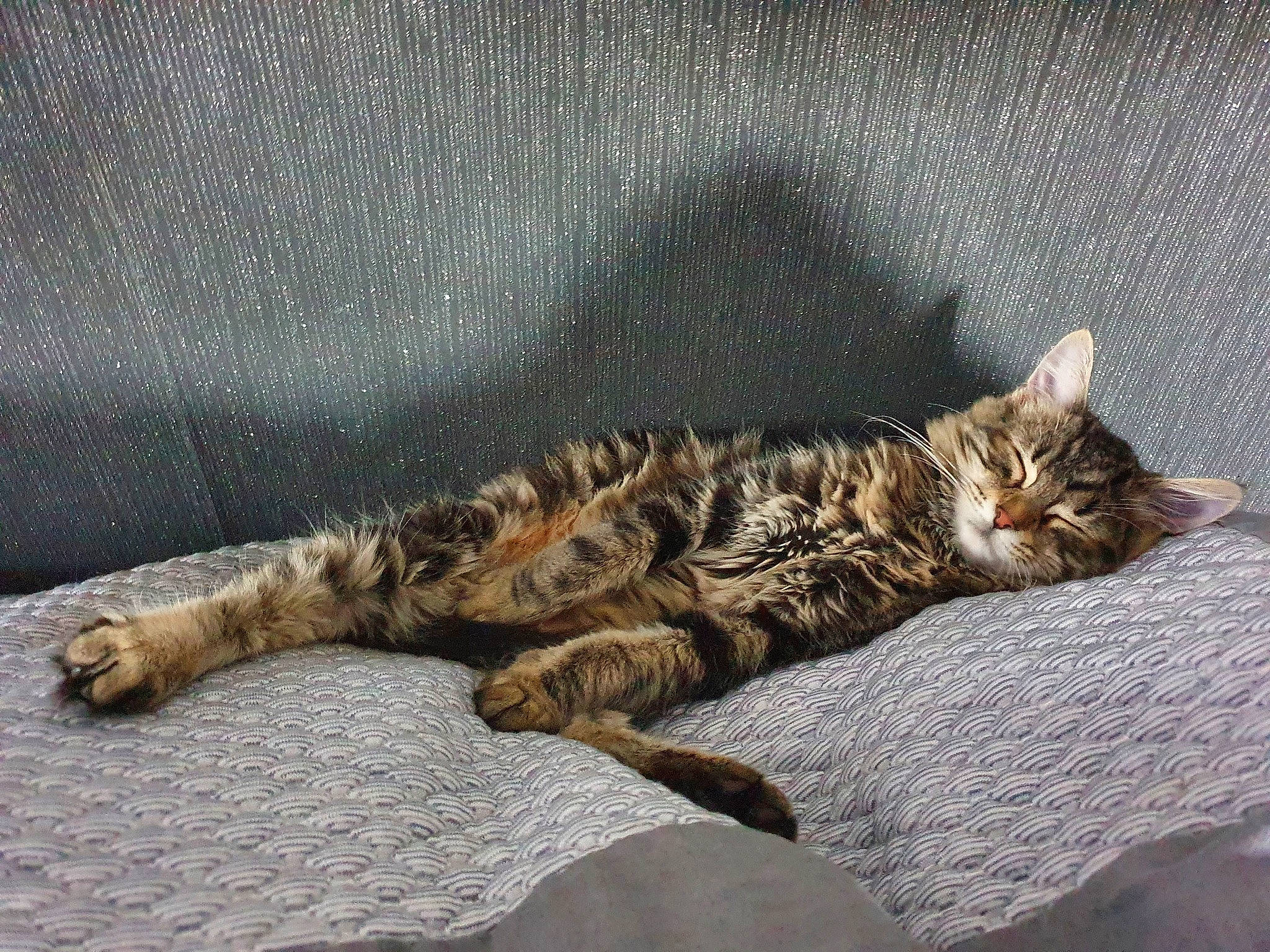 Salomé participe au concours pour gagner de l'argent avec cette photo : carnivore, cat, claw, comfort, domestic_short_haired_cat, fawn, felidae, fur, grey, nap, paw, sand, small_to_medium_sized_cats, snout, tail, terrestrial_animal, tree, whiskers, wildlife, wood