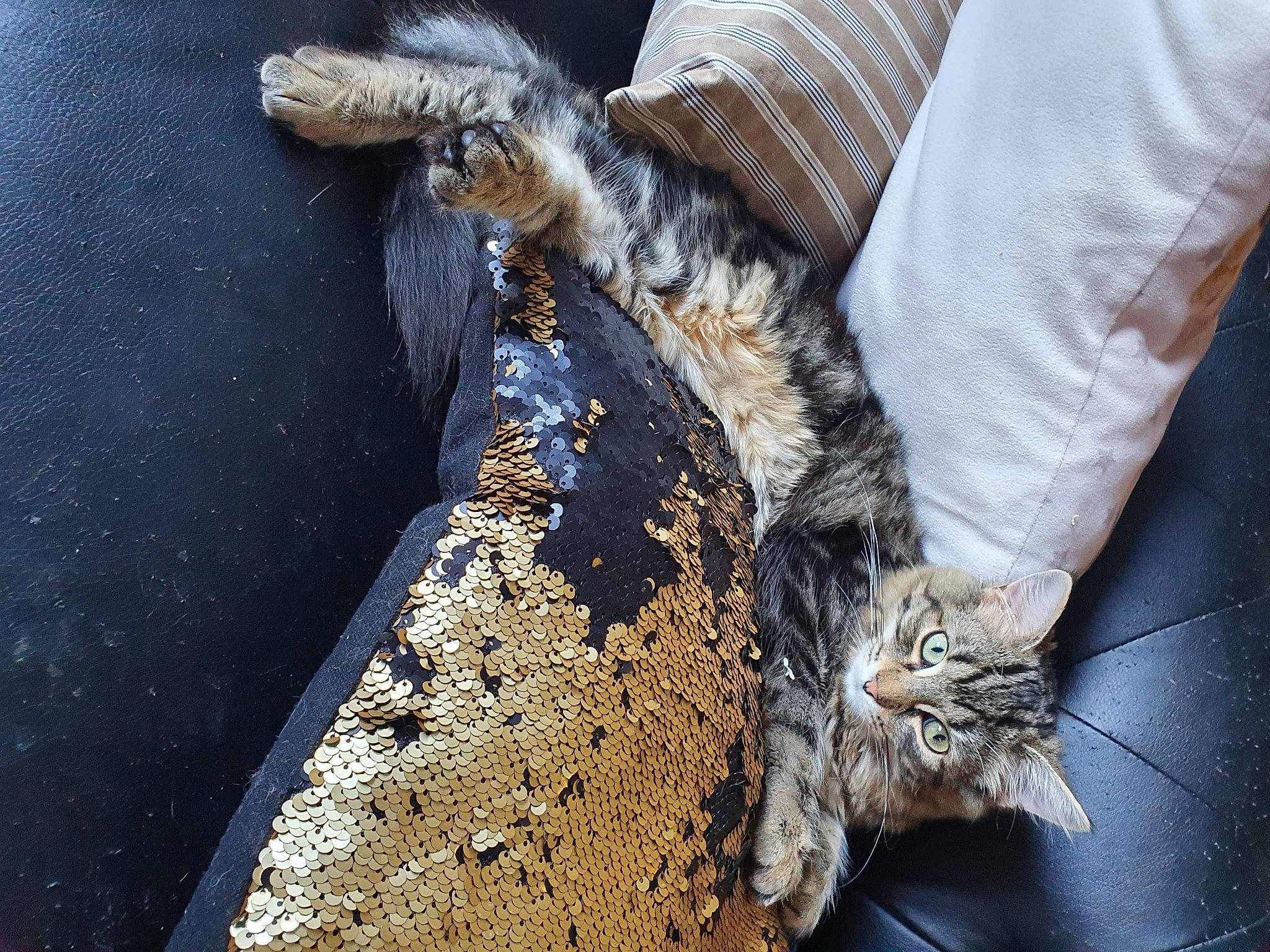 Salomé a rejoint le concours — aidez-le/la à gagner de superbes lots ! carnivore, cat, claw, comfort, dog_breed, domestic_short_haired_cat, felidae, fur, human_leg, paw, road_surface, small_to_medium_sized_cats, snout, soil, tail, tree, whiskers, wildlife, window, wood