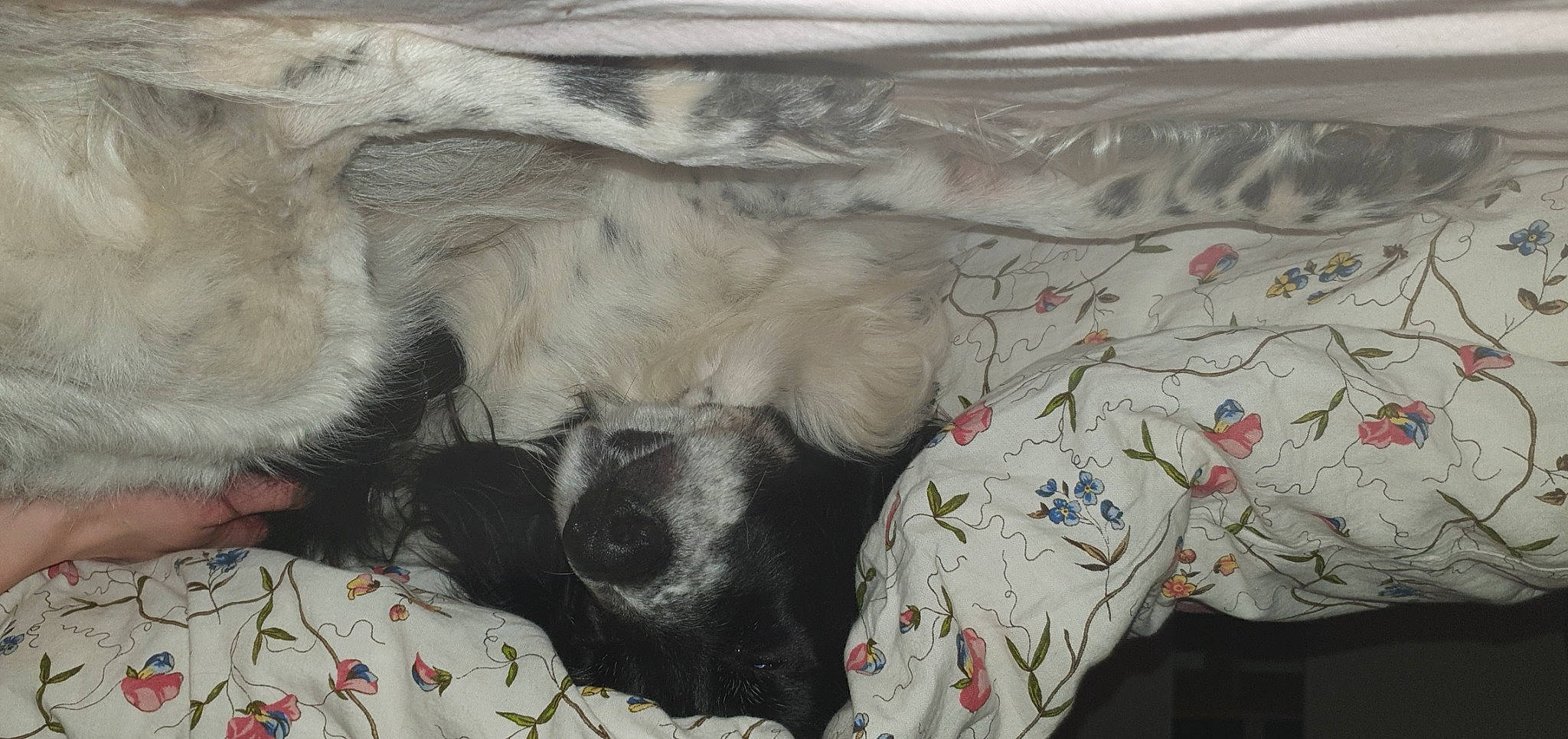 Bulle participe au concours pour gagner de l'argent avec cette photo : canidae, carnivore, comfort, companion_dog, dog, dog_breed, dog_supply, duvet, fawn, fur, linens, nap, pattern, paw, sleep, snout, sporting_group, tail, whiskers, working_animal