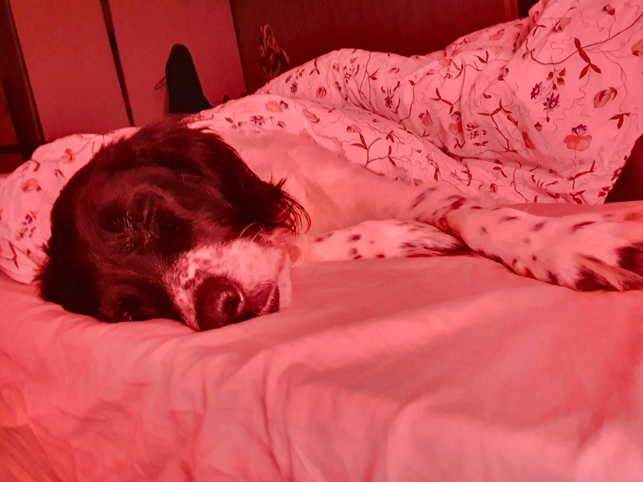 Bulle participe au concours pour gagner de l'argent avec cette photo : bed, bedding, bedroom, bedtime, carnivore, comfort, companion_dog, dog, dog_breed, duvet, fawn, fur, linens, liver, pillow, small_to_medium_sized_cats, snout, sporting_group, whiskers, working_animal