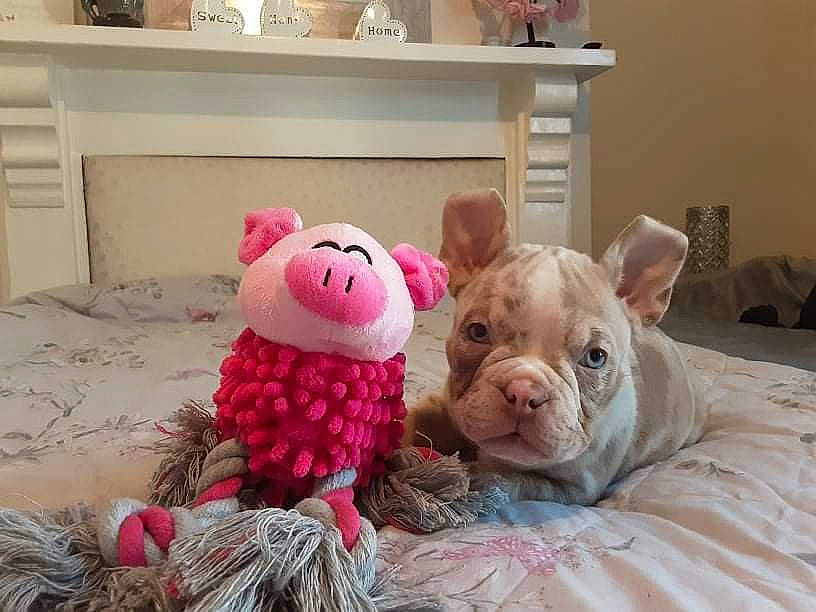 Peach'Z joined the competition — help win amazing prizes! baby_toys, comfort, companion_dog, drawer, fawn, fur, linens, livestock, mammal, pink, plush, room, shelf, shelving, snout, stuffed_toy, teddy_bear, terrestrial_animal, textile, toy