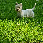 Toby participe au concours pour gagner de l'argent avec cette photo : dog, white_dog, grass, greenery, outdoor, nature, sunlight, shadow, pet, animal, standing, field, summer, canine, alert, small_dog, fur, daylight, park, mammal