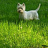 dog, white_dog, grass, greenery, outdoor, nature, sunlight, shadow, pet, animal, standing, field, summer, canine, alert, small_dog, fur, daylight, park, mammal