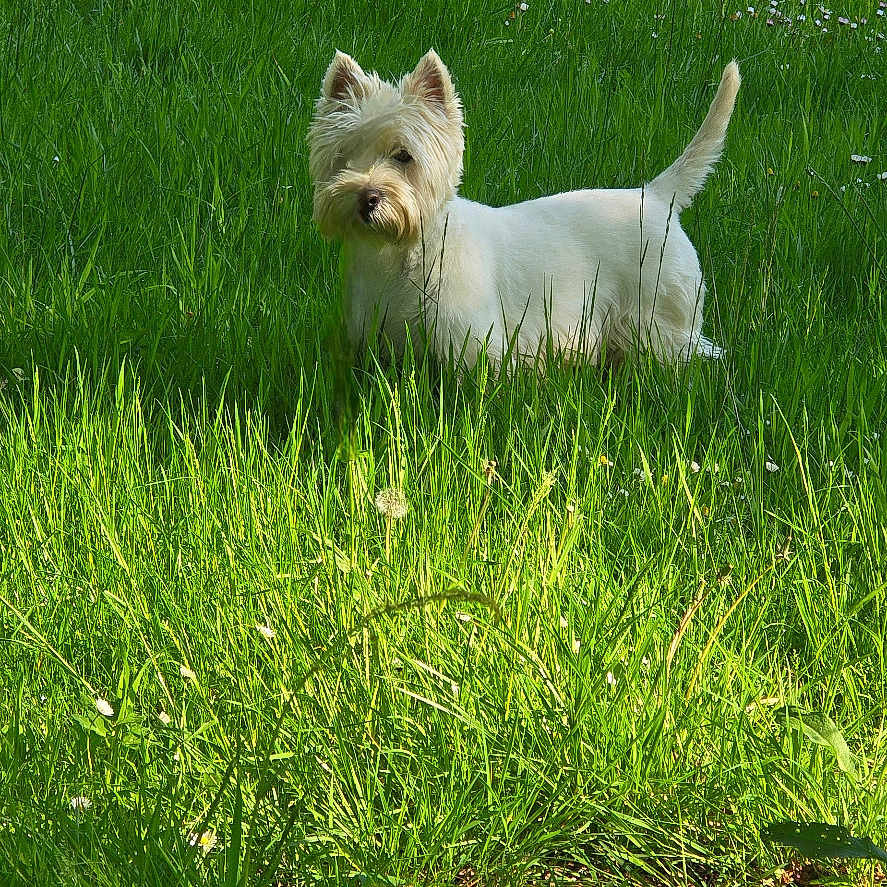 Toby participe au concours pour gagner de l'argent avec cette photo : dog, white_dog, grass, greenery, outdoor, nature, sunlight, shadow, pet, animal, standing, field, summer, canine, alert, small_dog, fur, daylight, park, mammal